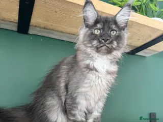 Maine Coon cats Black Smoke XL Maine Coon Female TICA Registered - Advert 9