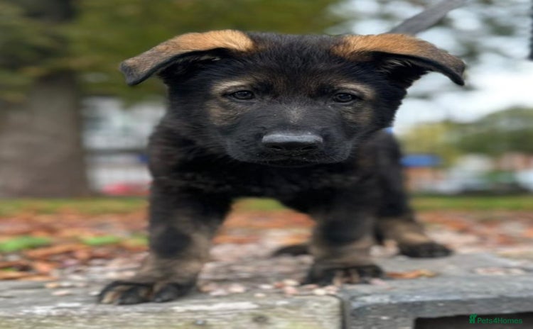 German Shepherd dogs - Advert 2