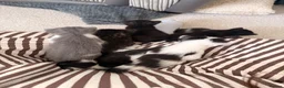 Mixed Breed cats for sale: 7 adorable kittens for sale  in Ashford - Advert 1
