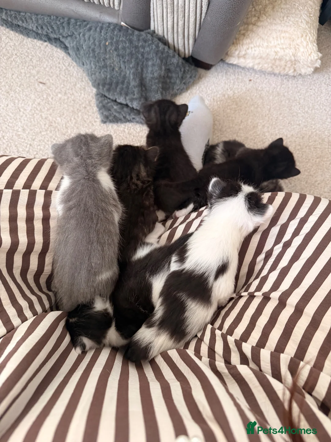 Mixed Breed cats for sale: 7 adorable kittens for sale  in Ashford - Advert 1
