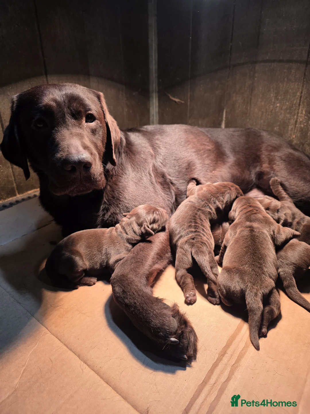 Labrador Retriever dogs for sale: High Quality Chocolate Labrador Puppies - Advert 16