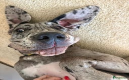 Great Dane dogs for sale: Stunning 14-month-old female merle Great Dane - Image 5