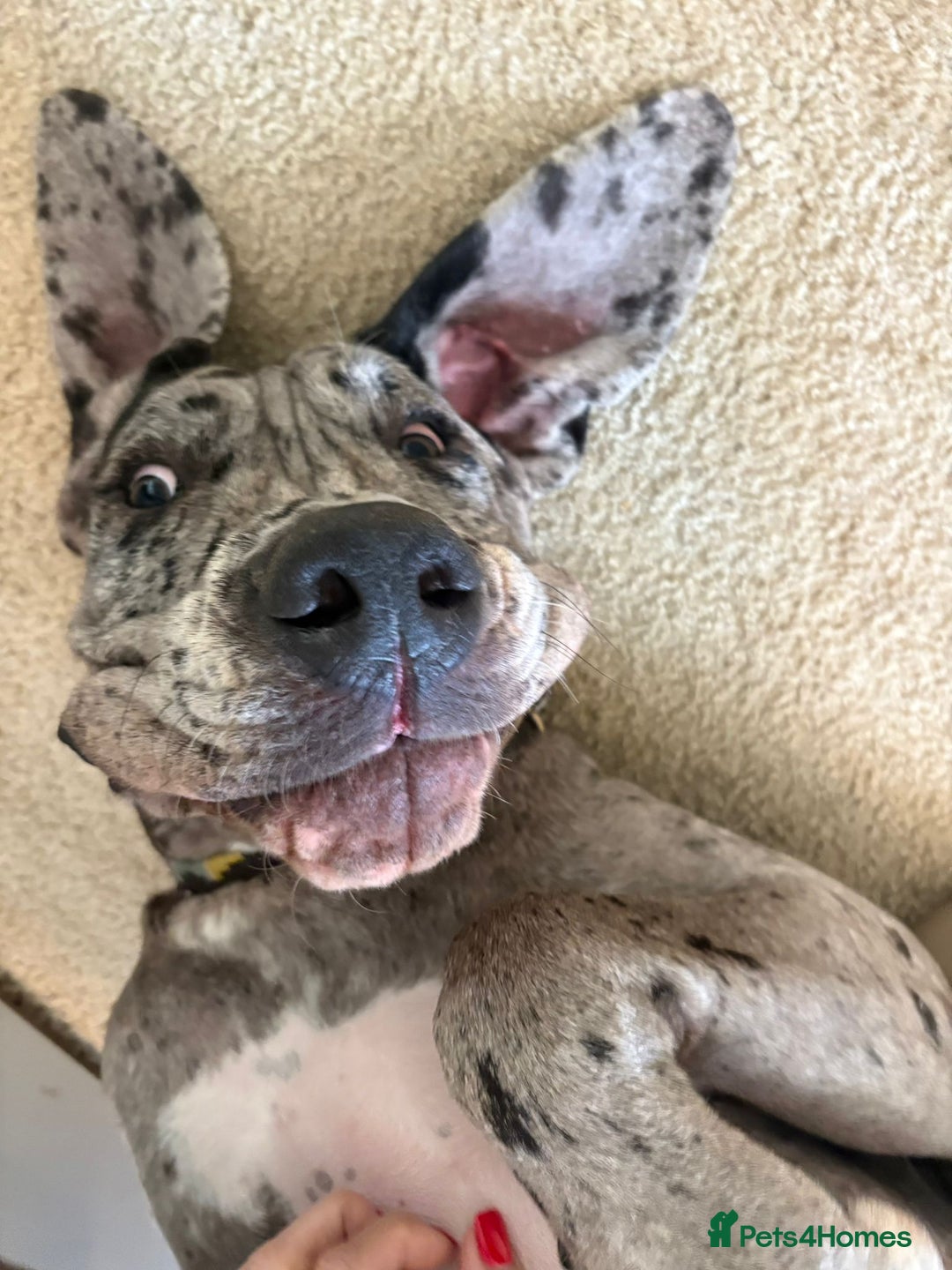 Great Dane dogs for sale: Stunning 14-month-old female merle Great Dane - Image 5