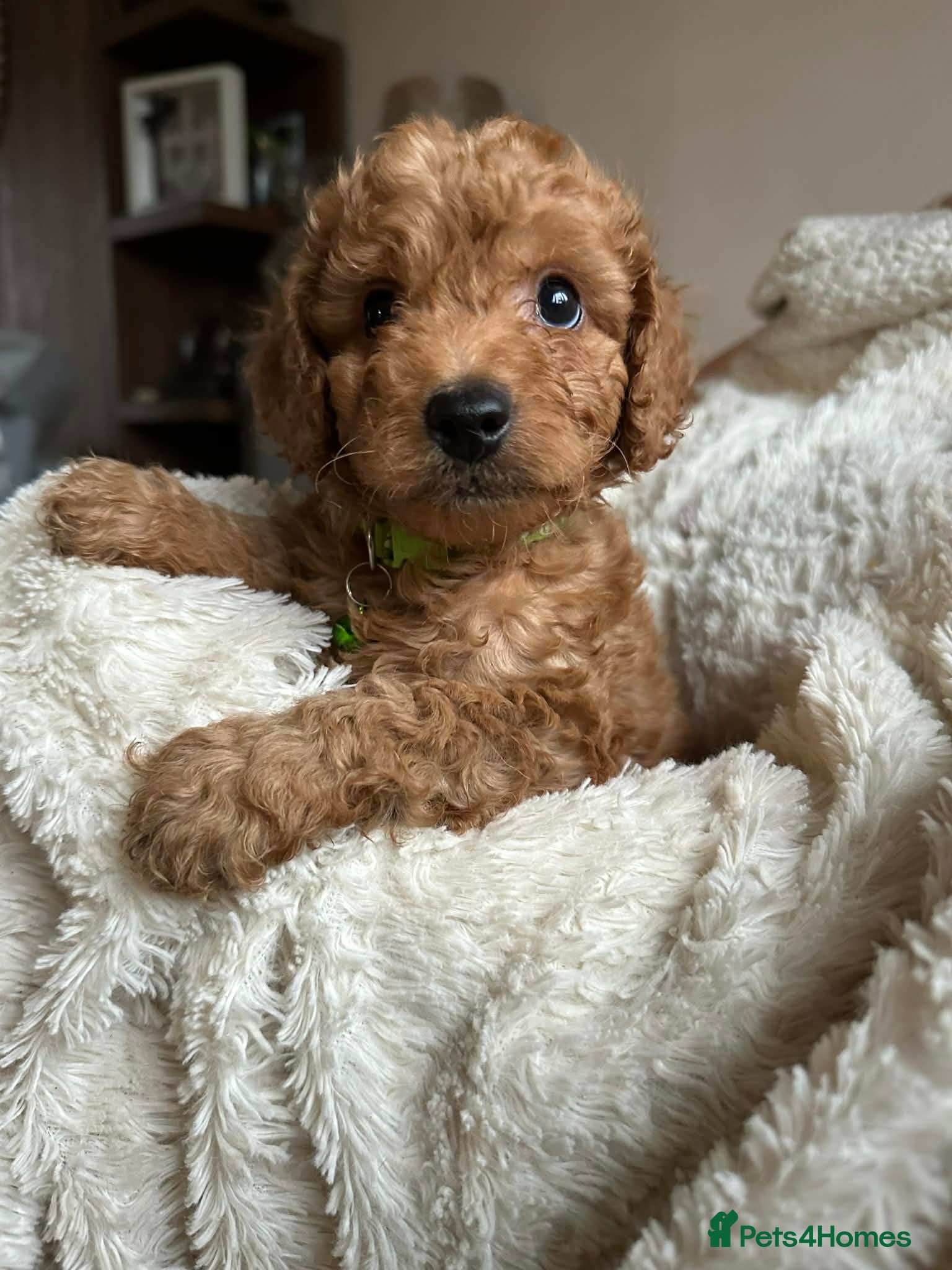 Cockapoo dogs Gorgeous F1b cockapoo puppies  - Advert 12