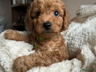 Cockapoo dogs Gorgeous F1b cockapoo puppies - Advert 6