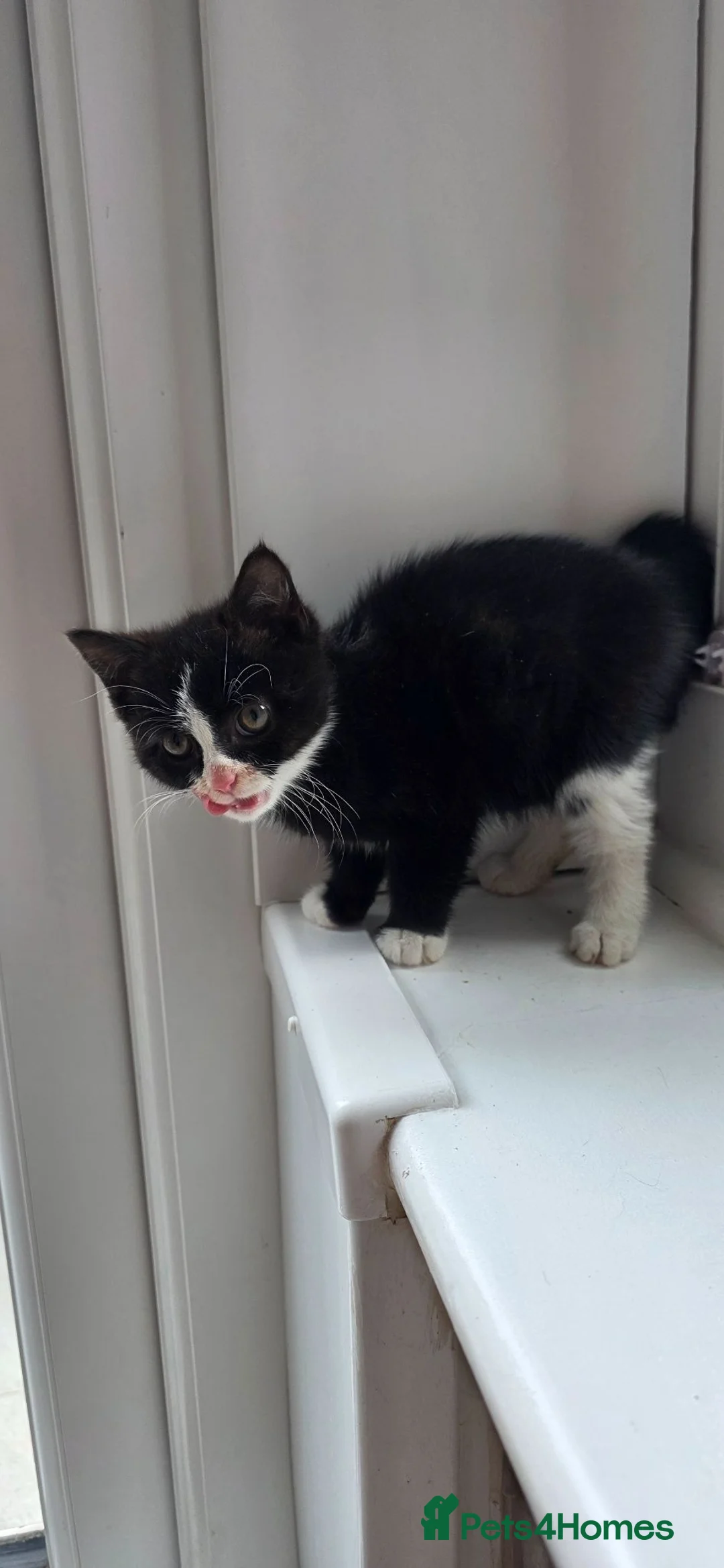 Mixed Breed cats for sale: Beautiful Female Kitten–Looking for a Loving Home - Advert 6