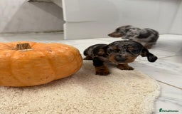 Dachshund dogs for sale: Dachshund puppies for sale  - Image 5