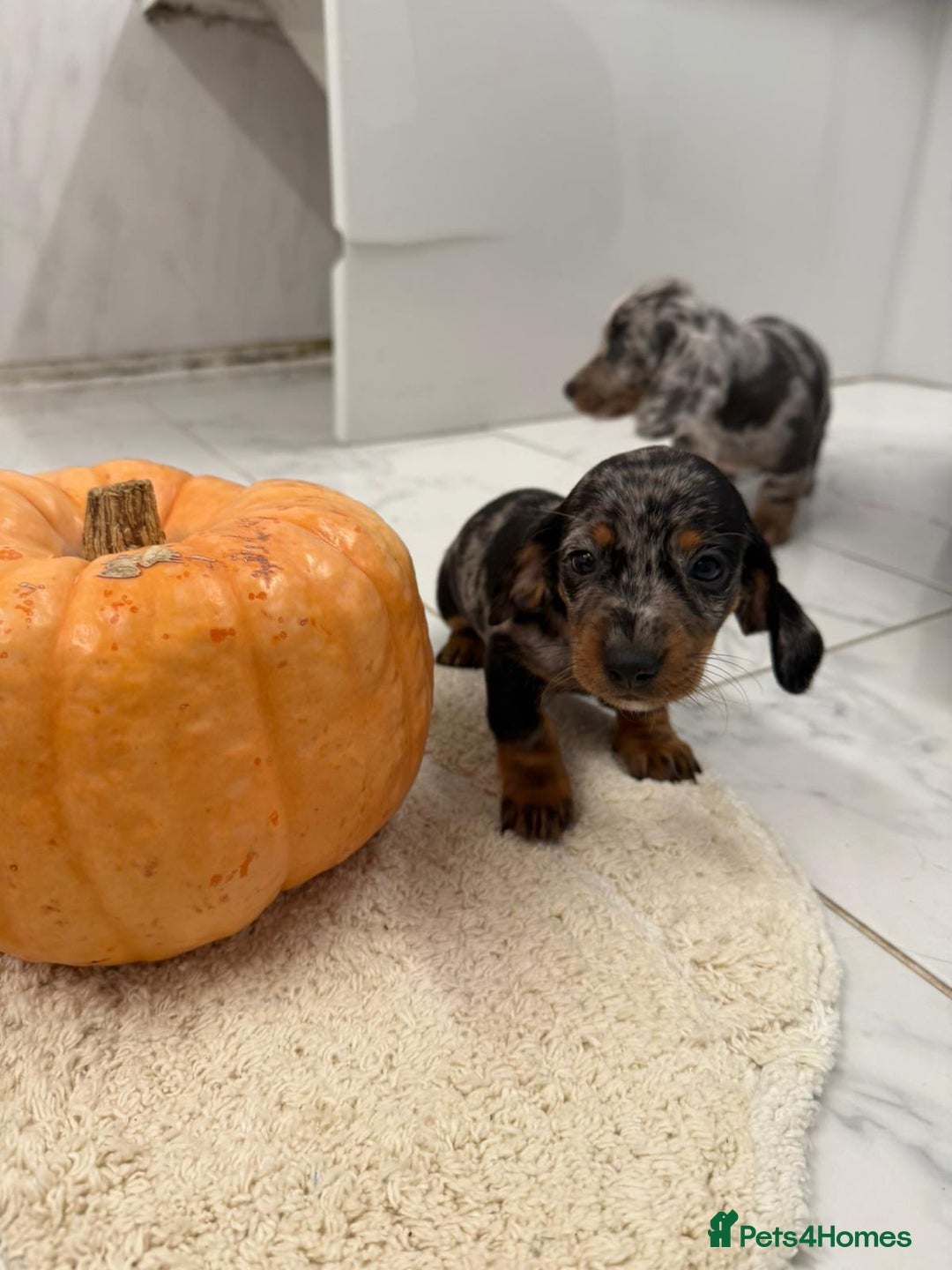 Dachshund dogs for sale: Dachshund puppies for sale  - Image 5