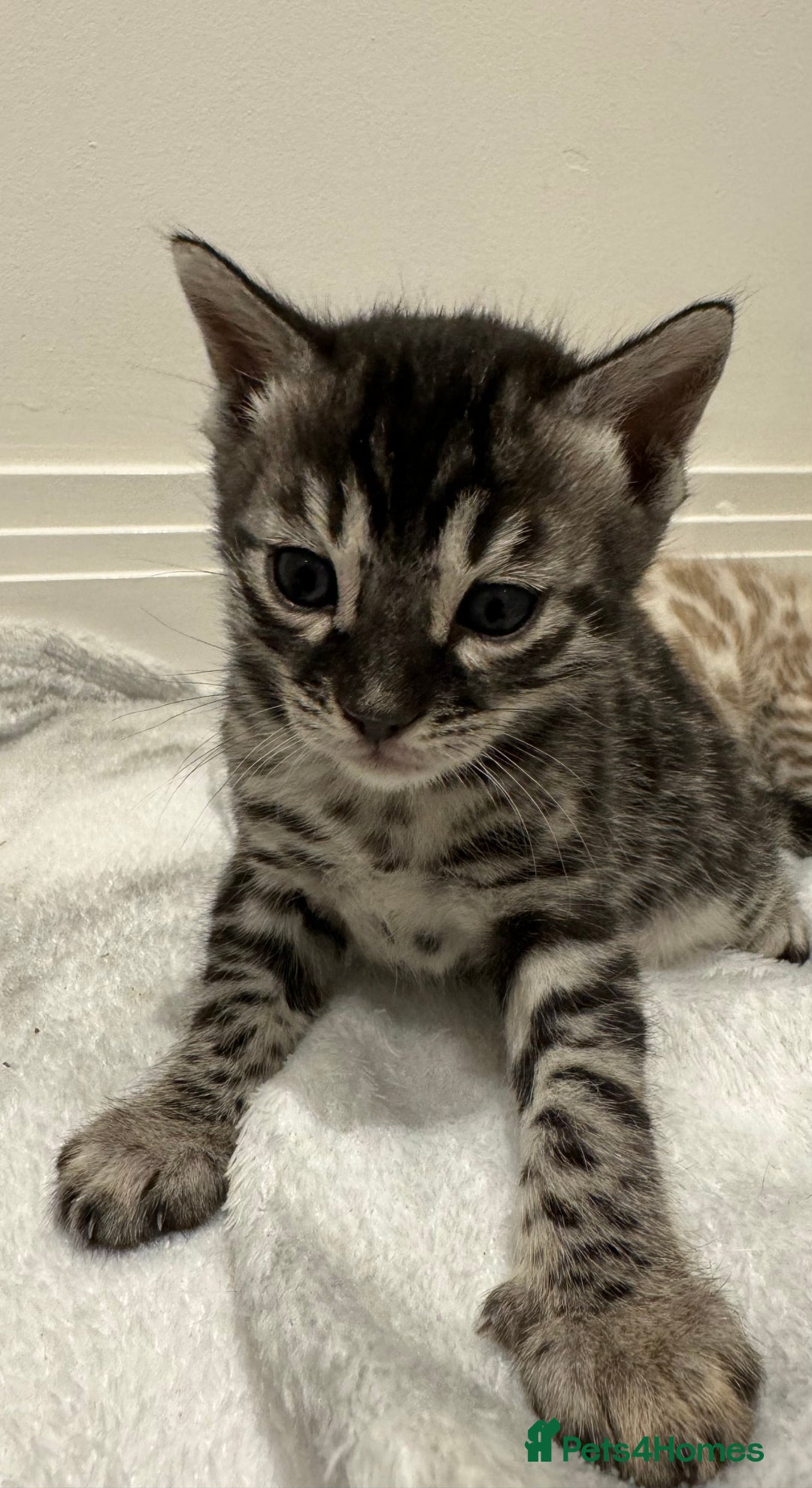 Bengal cats for sale: Bengal Kittens For Sale (4 Left) - Image 20