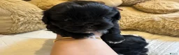 Shih Tzu dogs for sale: Pedigree Shih Tzu puppies - Advert 5