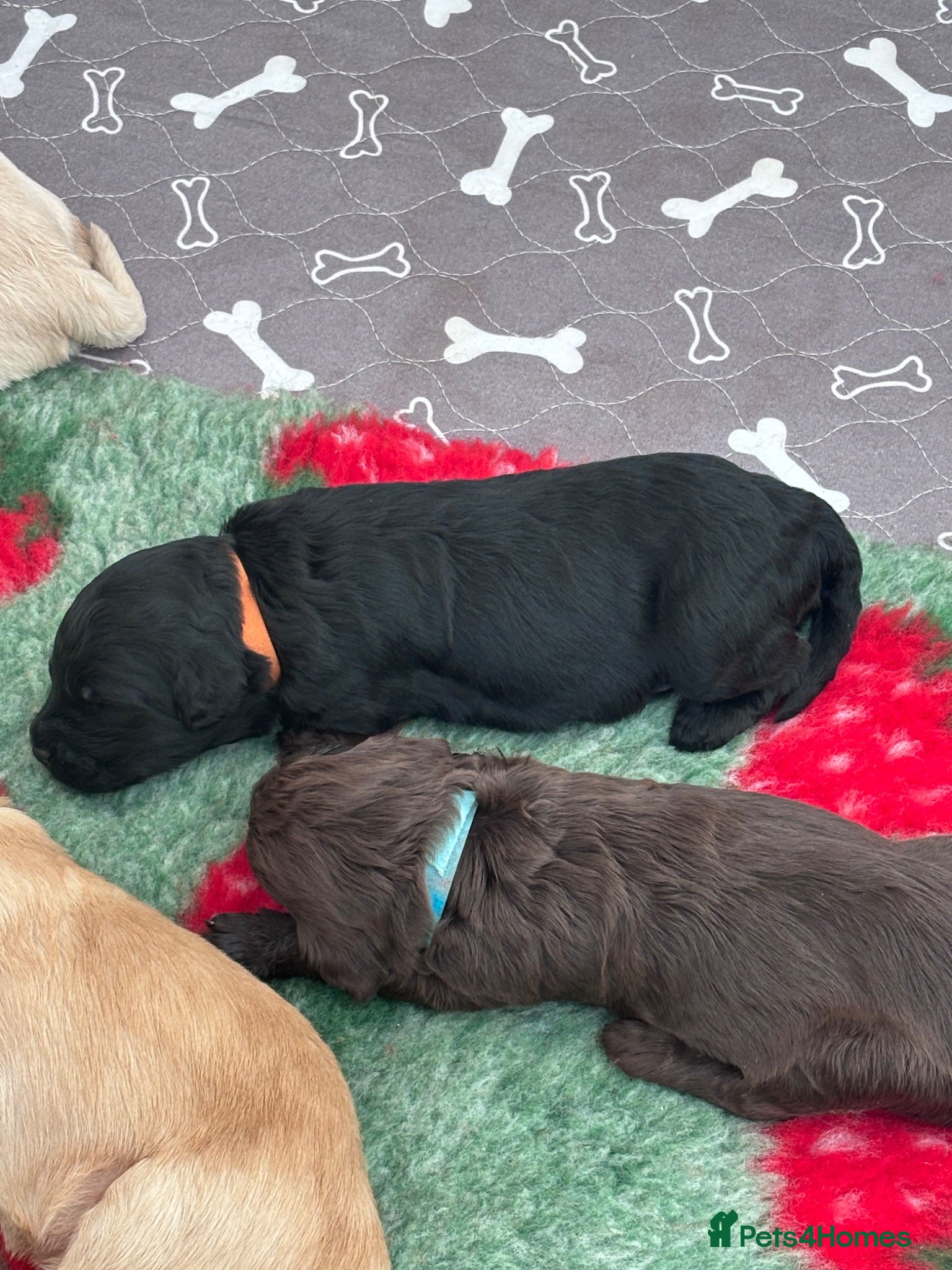 Mixed Breed dogs Gorgeous Ultimate Doodles - Advert 2