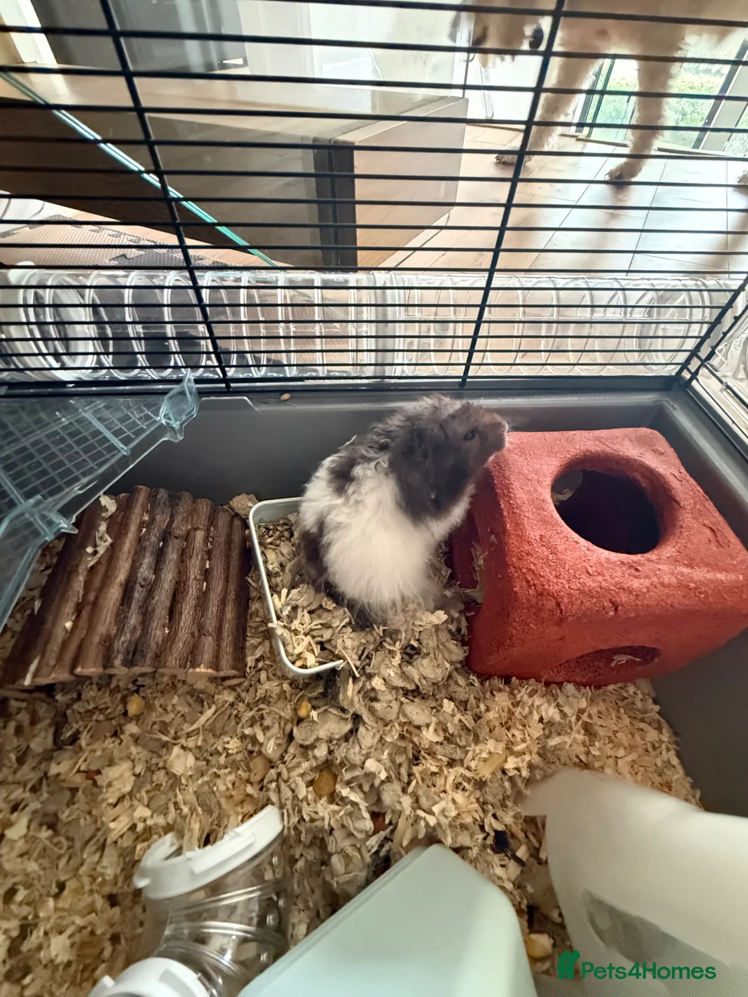 Hamster rodents for sale: Hamster  - Advert 1