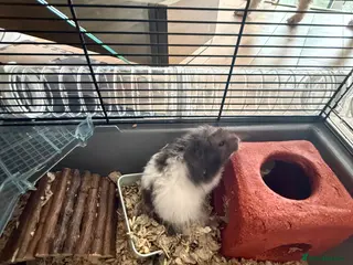 Hamster rodents Hamster - Advert 4