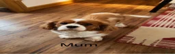 Cavalier King Charles Spaniel dogs for sale: 🐾 KC Reg Health Tested Boy 🐾 - Advert 7