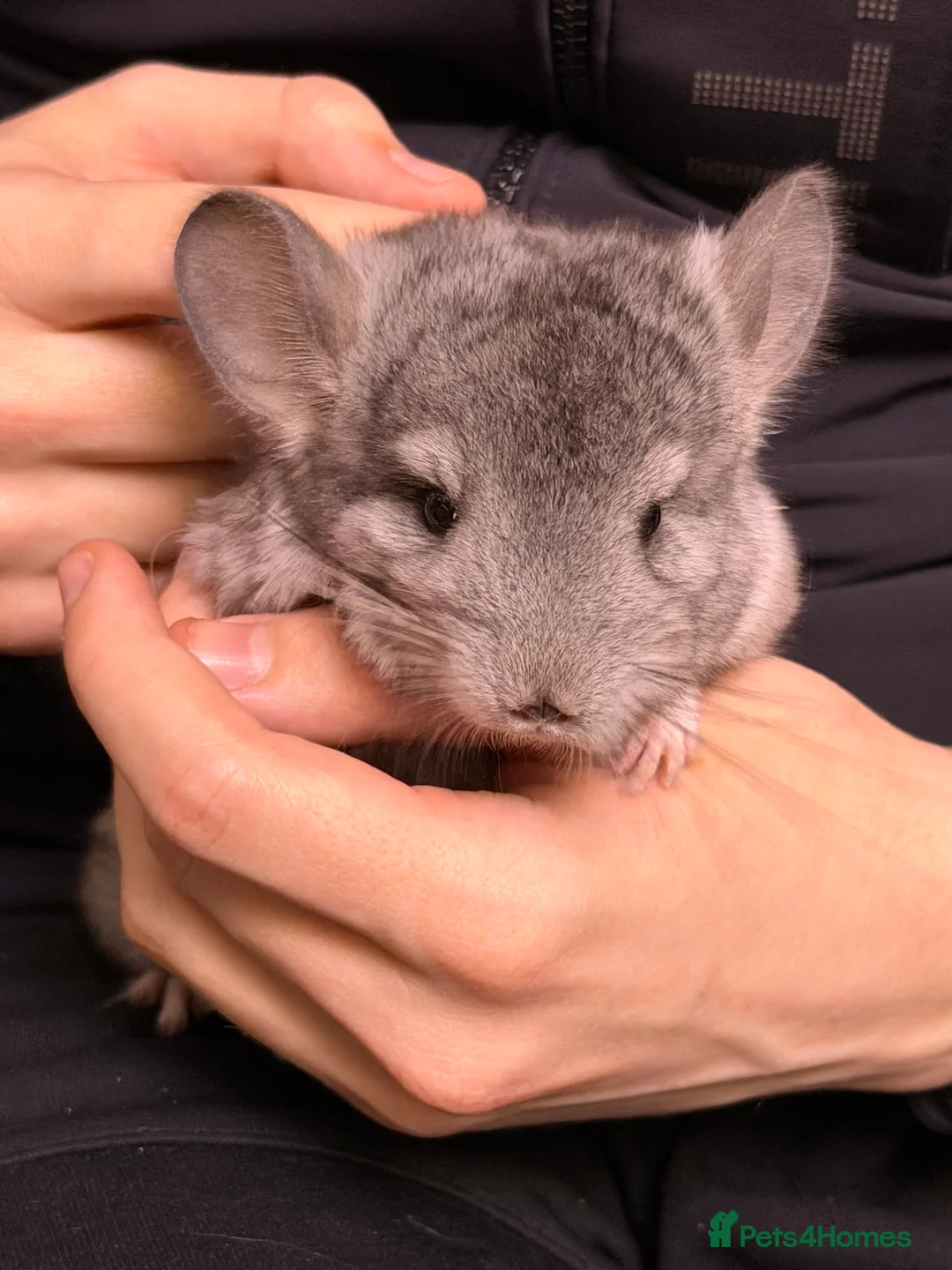 Chinchilla rodents for sale: TAME AND HANDLED DAILY CHINCHILLA FOR SALE  in Mansfield - Advert 2