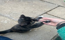 Mixed Breed cats for sale: Female Kitten  - Advert 7