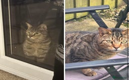 Bengal cats for sale: Free adoption Beautiful Adult Tabby Cat Rehoming - Image 1