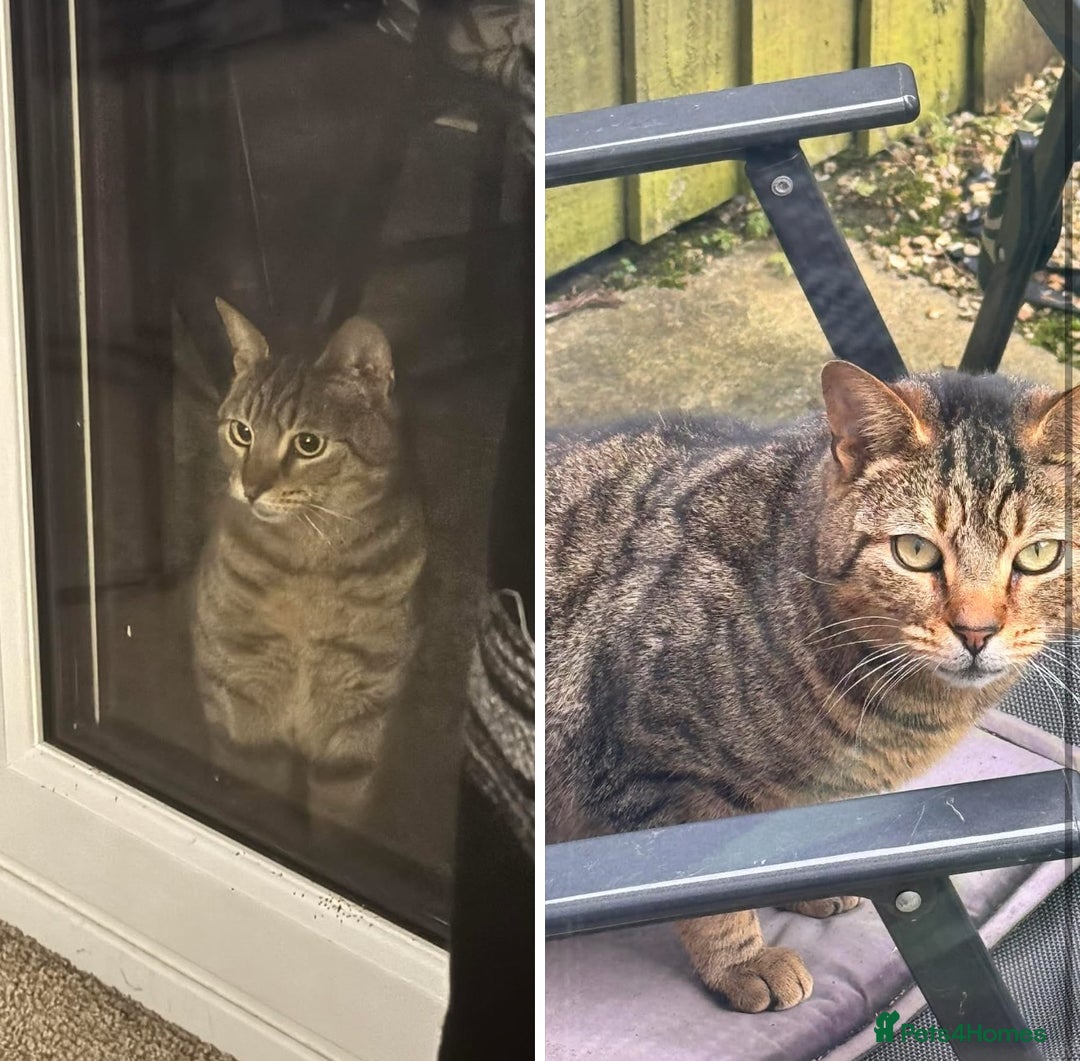 Bengal cats for sale: Free adoption Beautiful Adult Tabby Cat Rehoming - Image 1