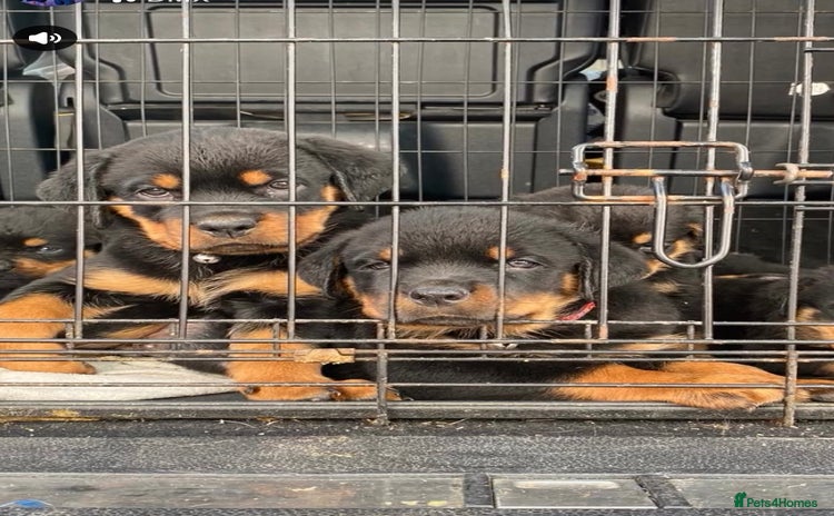 Rottweiler dogs - Advert 3