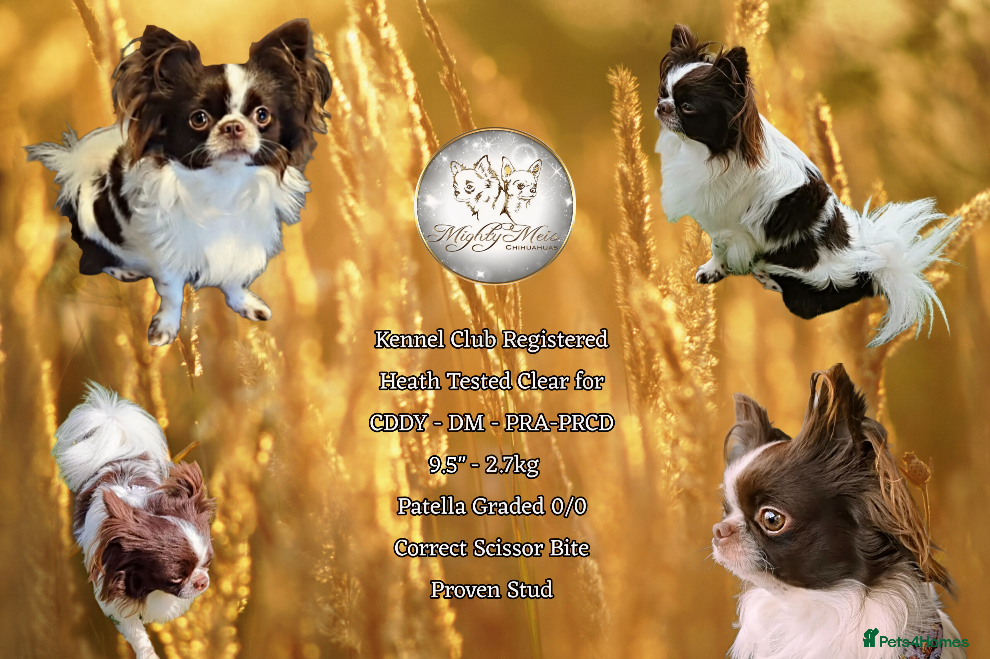 Chihuahua dogs KC Russian import - Heath Tested- Proven Stud - Advert 10