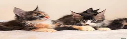 Maine Coon cats for sale: Ready for home pure bred maine coon kittens - Advert 12