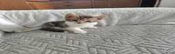 Mixed Breed cats for sale: 4 Bengal mix kittens. - Advert 3