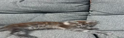 Maine Coon cats for sale: Male Maine coon  - Advert 2