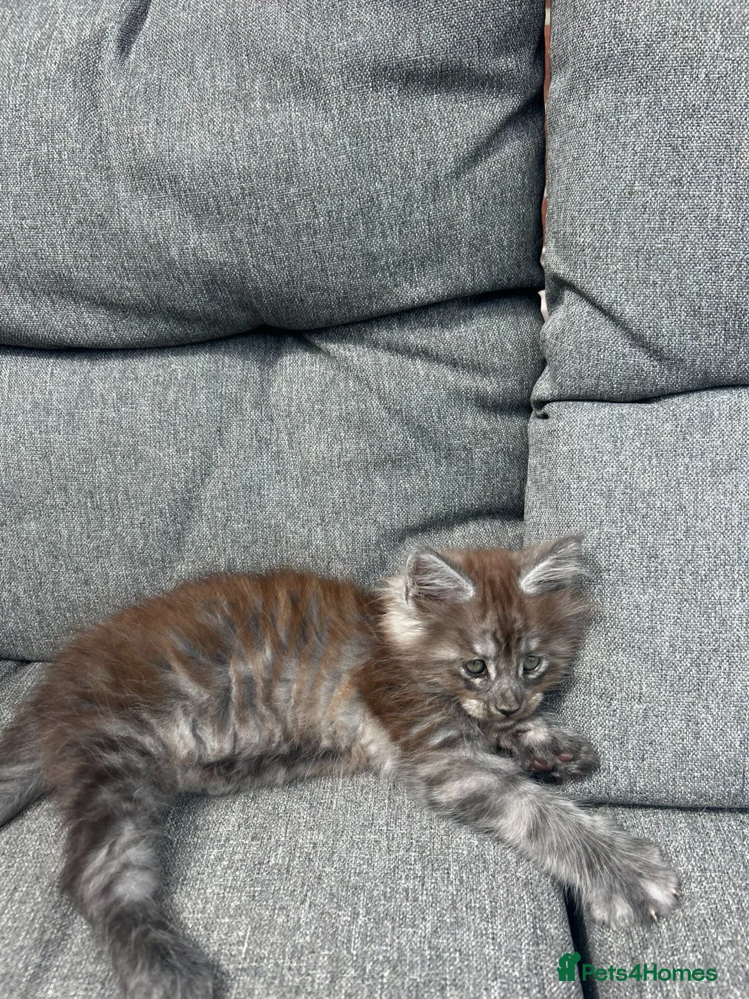 Maine Coon cats for sale: Male Maine coon  - Advert 2