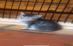 Ragdoll cats for sale: Ragdoll mix kittens - Image 11