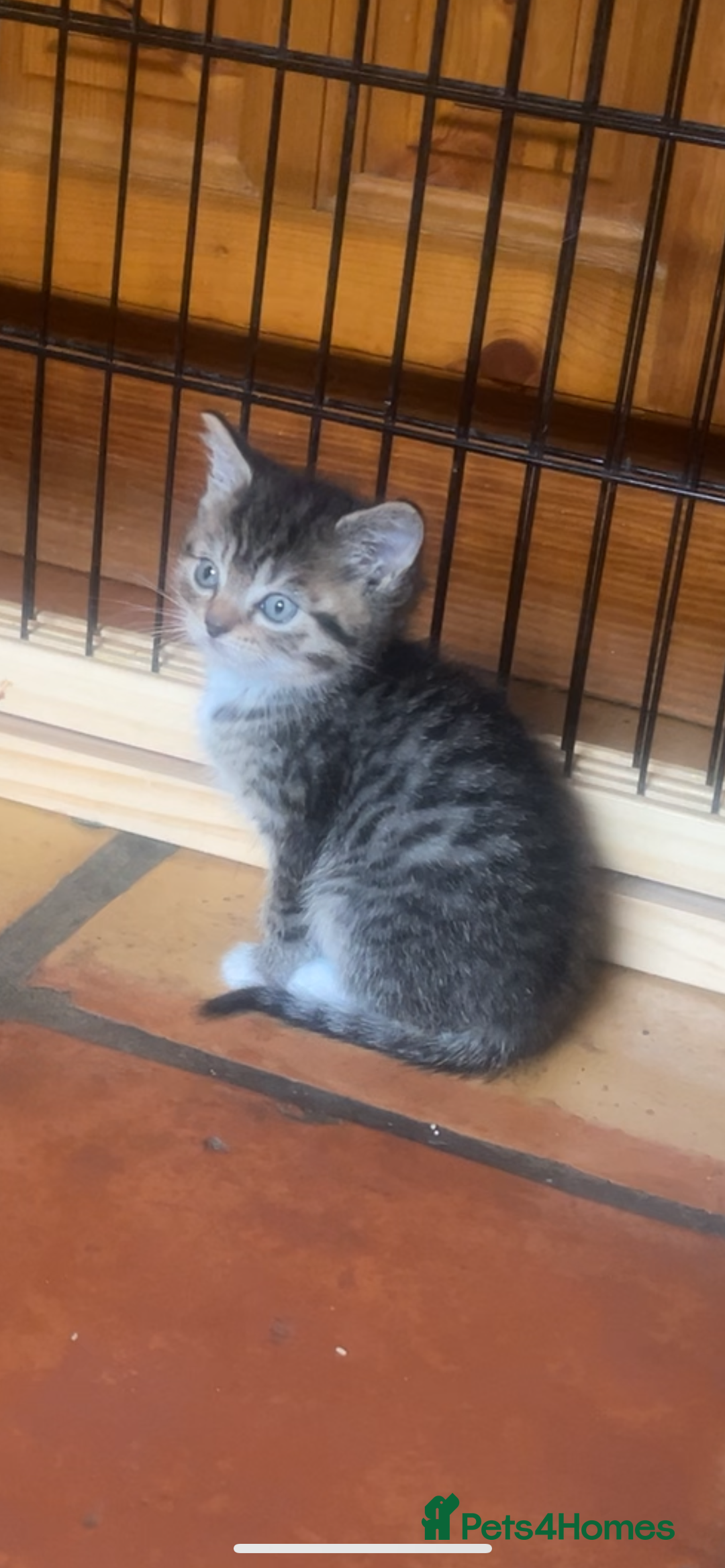 Ragdoll cats for sale: Ragdoll mix kittens - Image 11