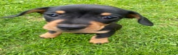 Miniature Dachshund dogs for stud: Kc, pra clear Miniature smooth dachshund. in King's Lynn - Advert 11