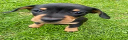 Miniature Dachshund dogs for stud: Kc, pra clear Miniature smooth dachshund. in King's Lynn - Advert 11