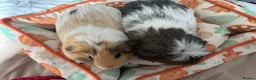 Guinea Pig rodents for sale: female guinea pig pairs - Advert 7