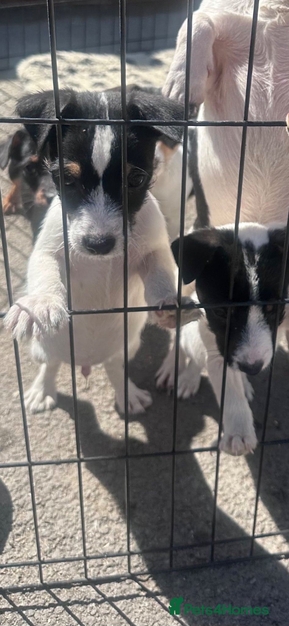 Jack Russell dogs Stunning litter of miniture jackrussel pups  - Advert 5