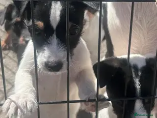 Jack Russell dogs Stunning litter of miniture jackrussel pups - Advert 5