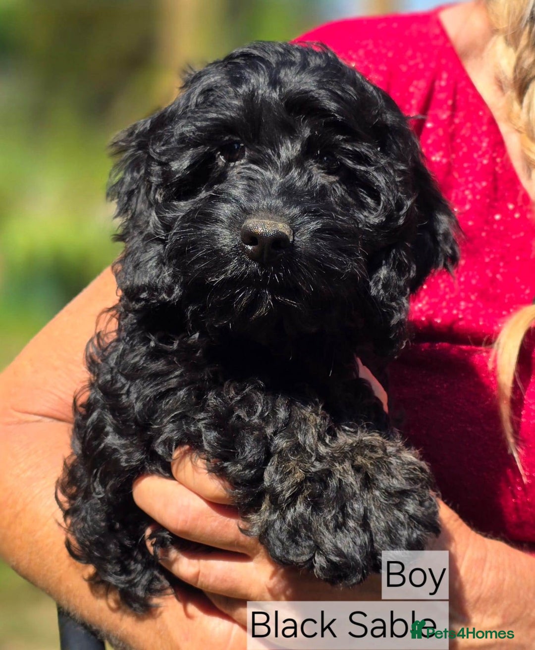 Cockapoo dogs for sale: Cockapoo Puppies F1 Ready Now Domestic Licence in Canterbury - Image 2