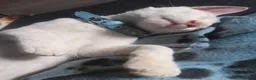 Siamese cats for sale: Siamese kitten - Advert 2