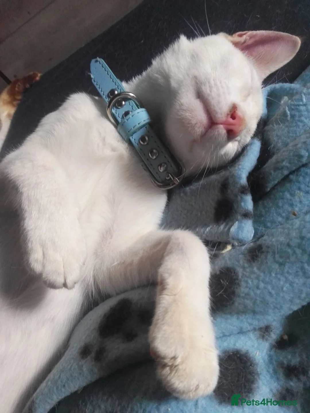 Siamese cats for sale: Siamese kitten - Advert 2