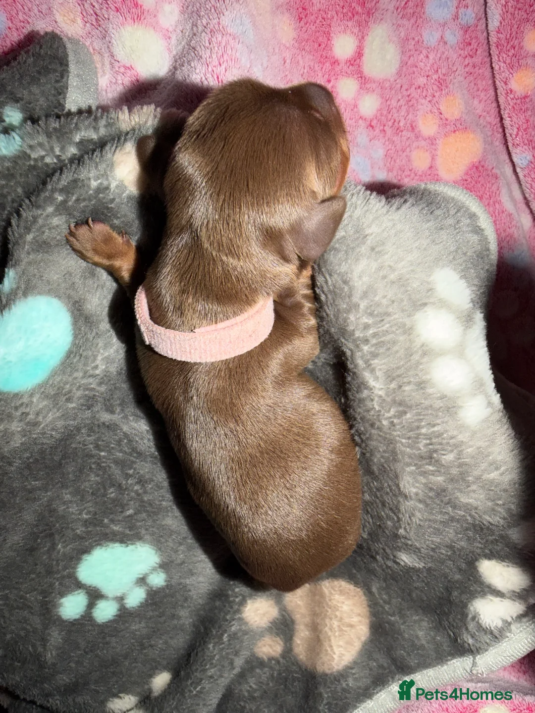 Miniature Dachshund dogs for sale: Miniature dachshund pups - Advert 13