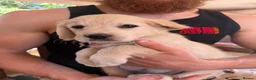Golden Retriever dogs for sale: Fully vaccinated! Bryn Bach Golden X Angel Annwyl - Advert 27
