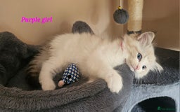 Ragdoll cats for sale: 2 Boys left Gccf £950 Ragdolls  - Image 4