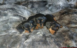Miniature Dachshund dogs for sale: Miniature Dachshund Puppies  - Image 7