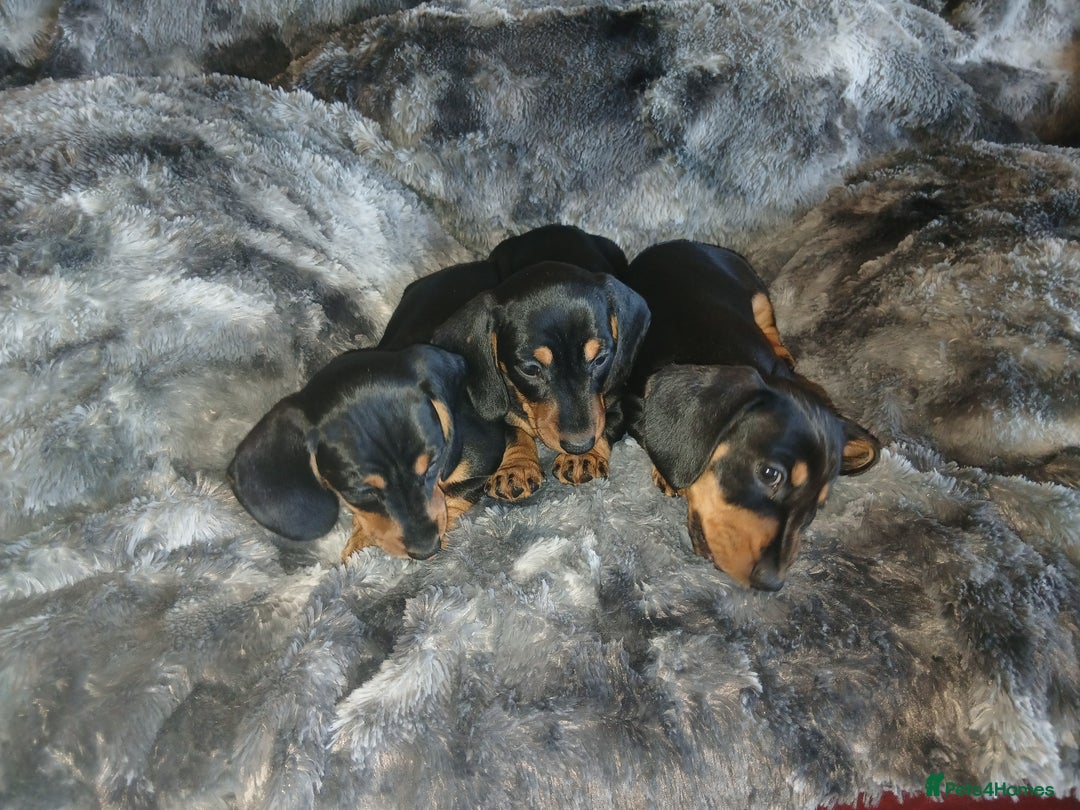 Miniature Dachshund dogs for sale: Miniature Dachshund Puppies  - Image 7