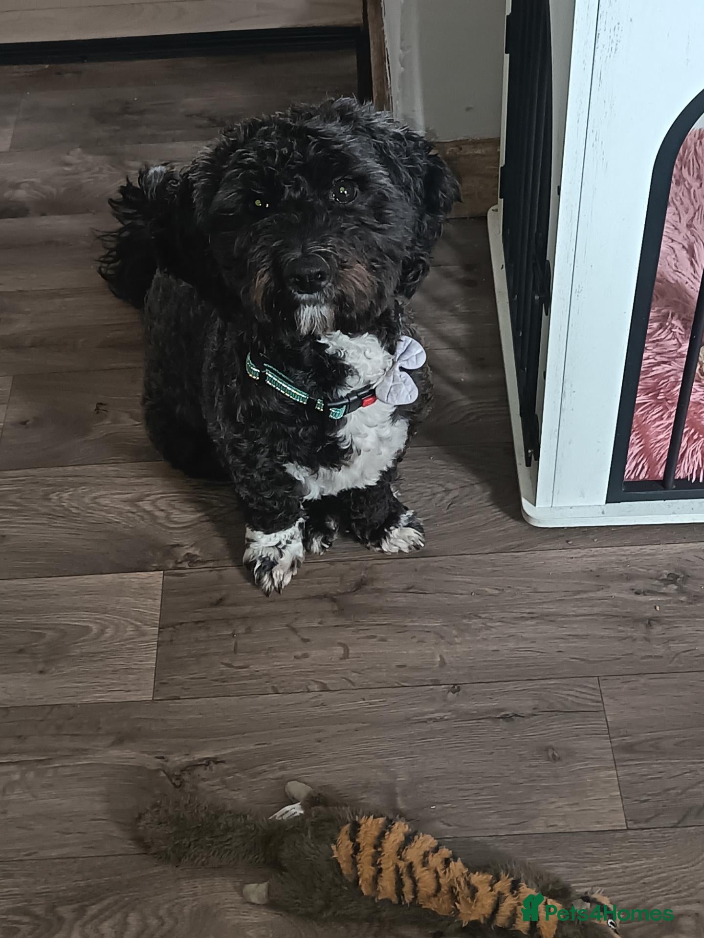 Schnoodle dogs Schnoodle - Advert 12