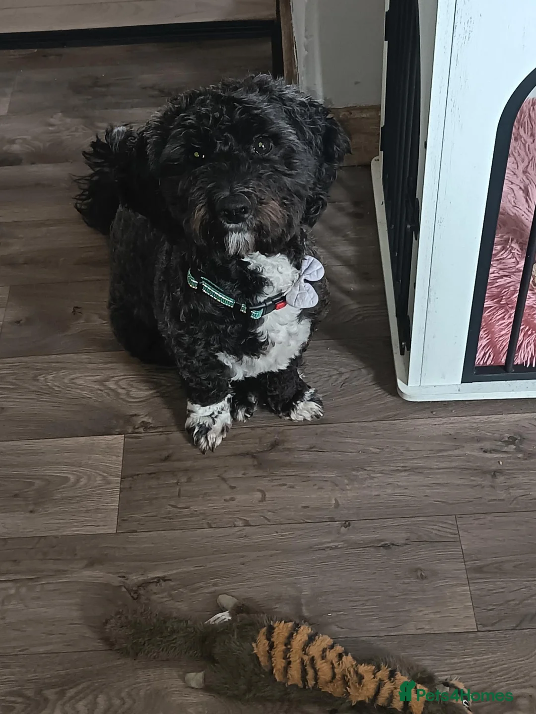 Schnoodle dogs for sale: Schnoodle in Camborne - Advert 1