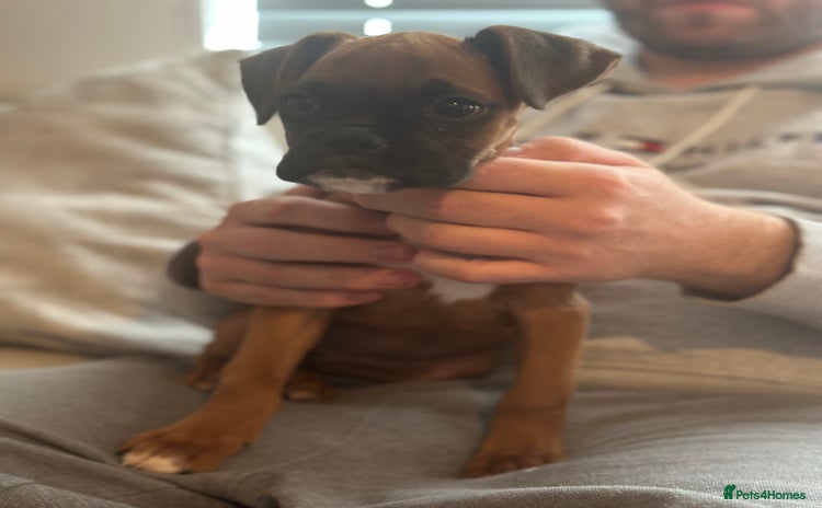 Boxer dogs - Advert 16