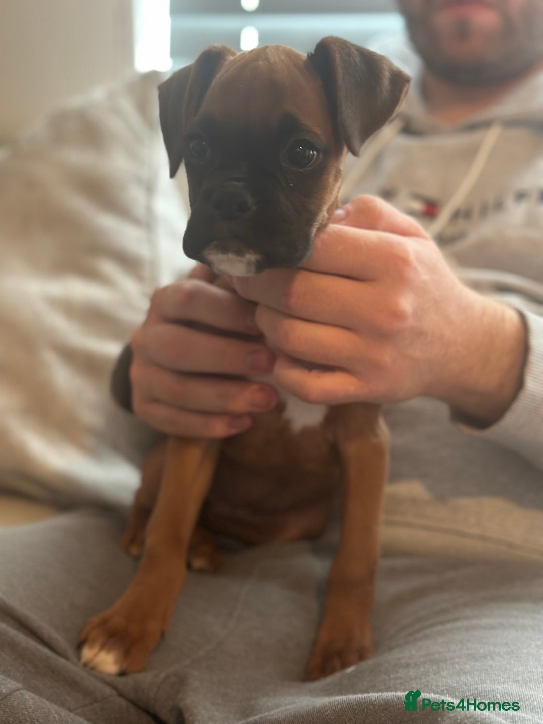 Boxer dogs for sale: Stunning KC reg female boxer with free insurance - Image 1