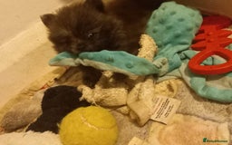 Pomeranian dogs for sale: Looking for forever home  - Image 1
