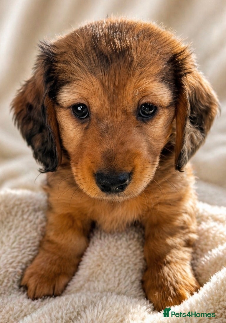 Miniature Dachshund dogs for sale:  Mini dachshund puppies- READY TUESDAY  - Advert 1