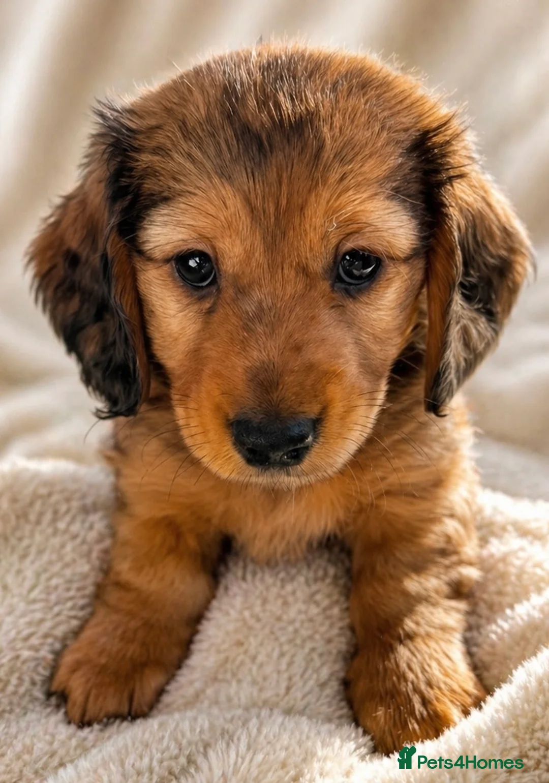 Miniature Dachshund dogs for sale:  Mini dachshund puppies- READY TUESDAY  - Advert 1